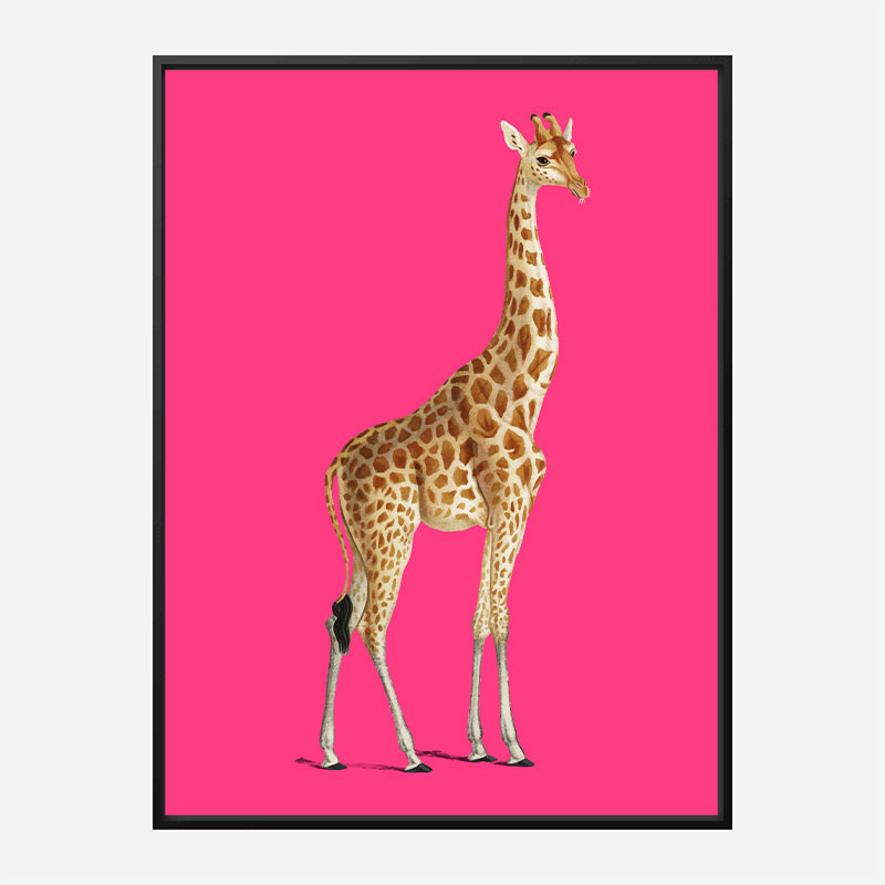 Vintage Giraffe Illustration Bright Pink Art Print