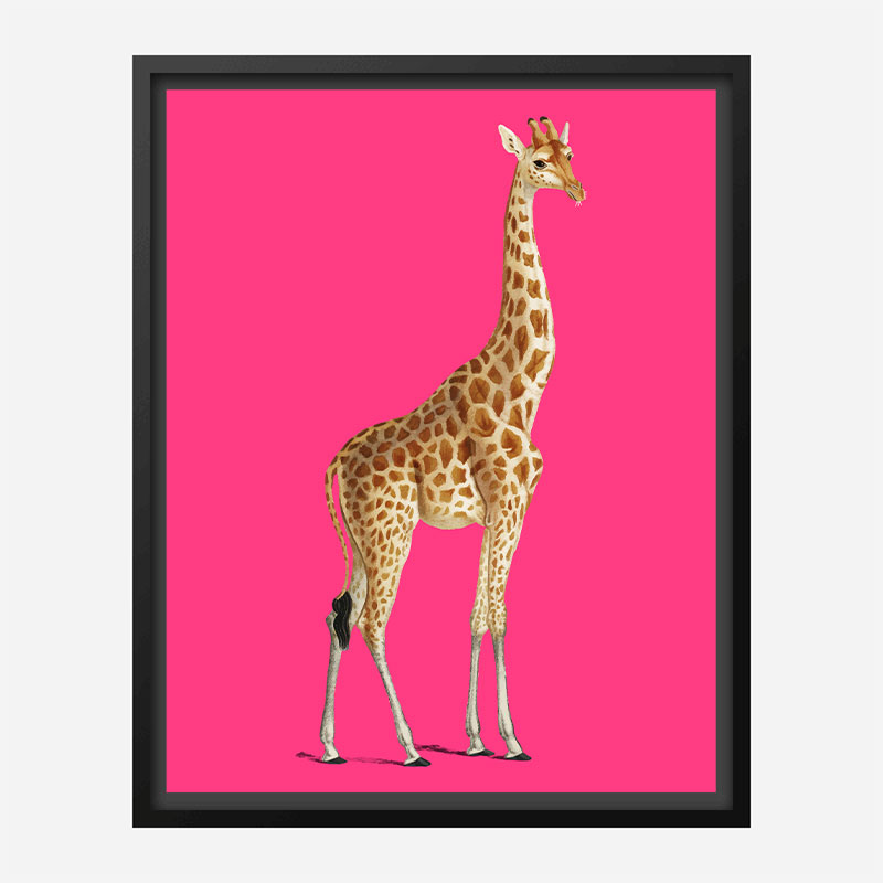 Vintage Giraffe Illustration Bright Pink Art Print