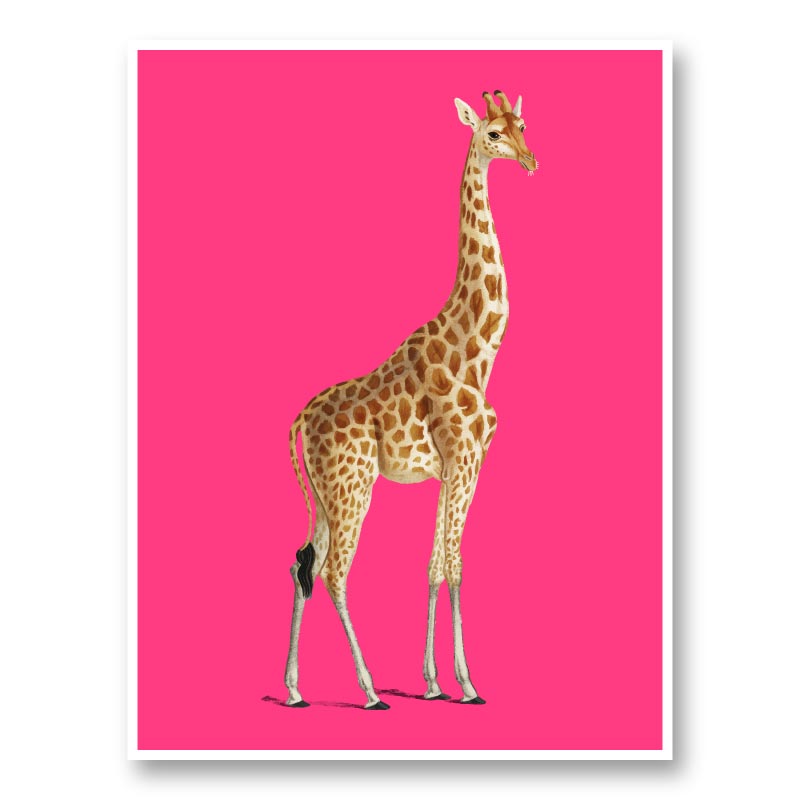 Vintage Giraffe Illustration Bright Pink Art Print