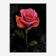 Graffiti Rose Art Print Graffiti Rose Art Print