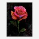 Graffiti Rose Art Print Graffiti Rose Art Print