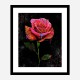 Graffiti Rose Art Print Graffiti Rose Art Print