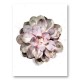 Succulent 01 Wall Art Print Succulent 01 Wall Art Print