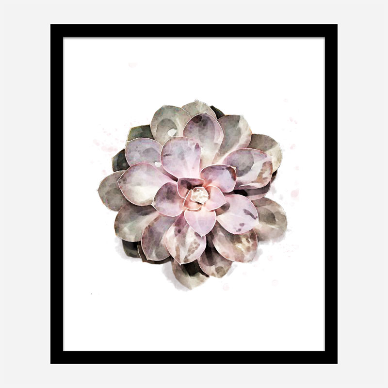 Succulent 01 Wall Art Print Succulent 01 Wall Art Print