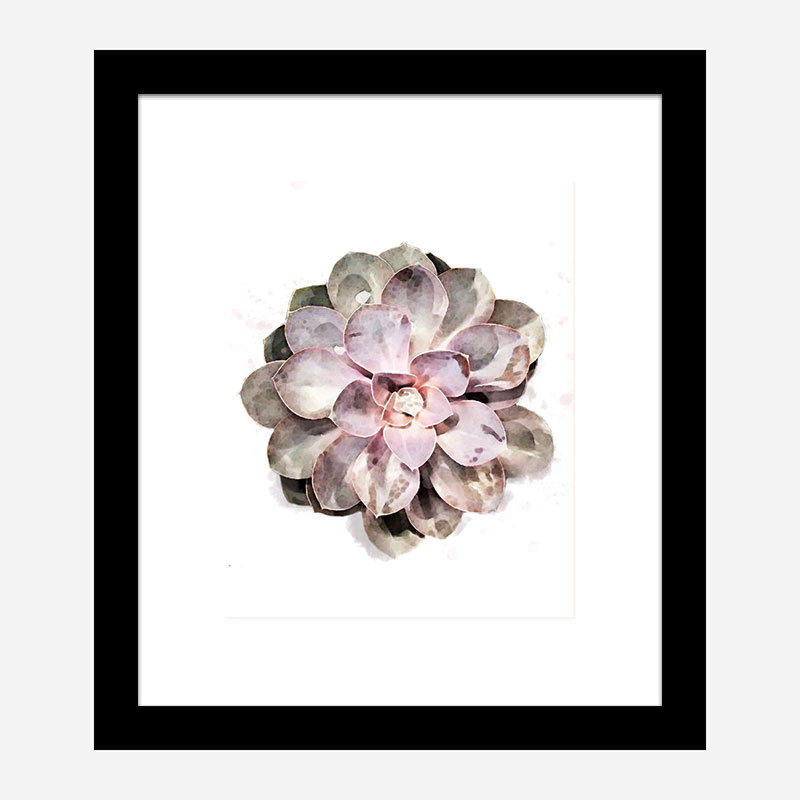 Succulent 01 Wall Art Print Succulent 01 Wall Art Print