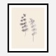 Eucalyptus Twigs Wall Art Print Eucalyptus Twigs Wall Art Print