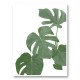 Monstera Aqua 03 Wall Art Print