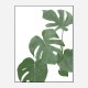 Monstera Aqua 03 Wall Art Print Monstera Aqua 03 Wall Art Print