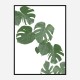 Monstera Aqua 02 Wall Art Print Monstera Aqua 02 Wall Art Print
