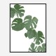 Monstera Aqua 02 Wall Art Print