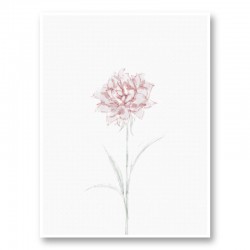 Peony 2 Wall Art Print