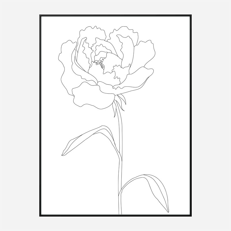 Peony Lines Wall Art Print