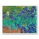 Irises 1889 by Vincent Van Gogh Art Print