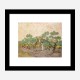 Women Picking Olives by Vincent Van Gogh Art Print