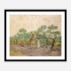 Women Picking Olives by Vincent Van Gogh Art Print