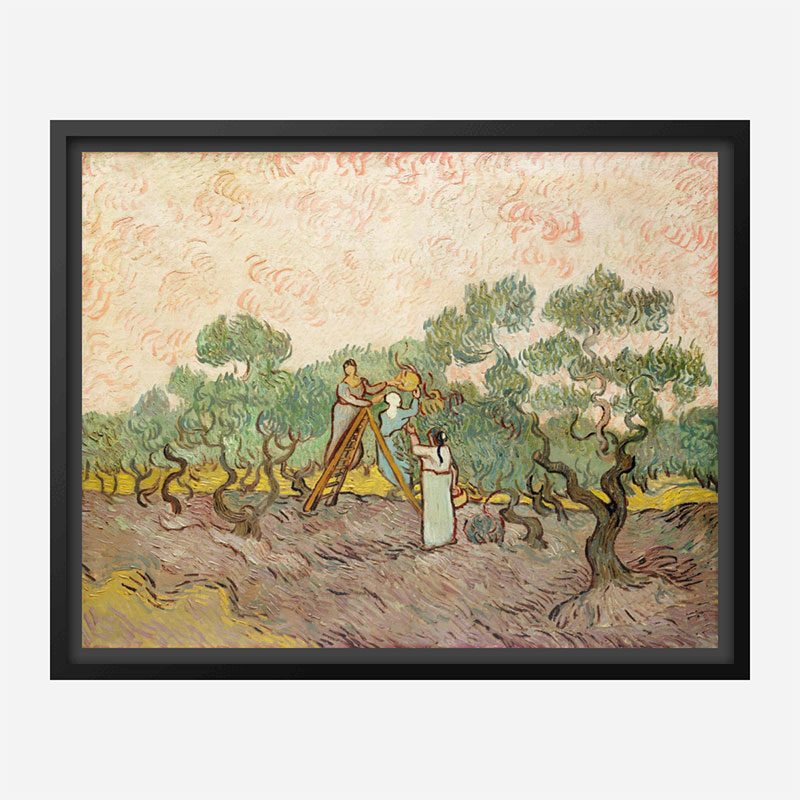 Women Picking Olives by Vincent Van Gogh Art Print