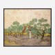 Women Picking Olives by Vincent Van Gogh Art Print