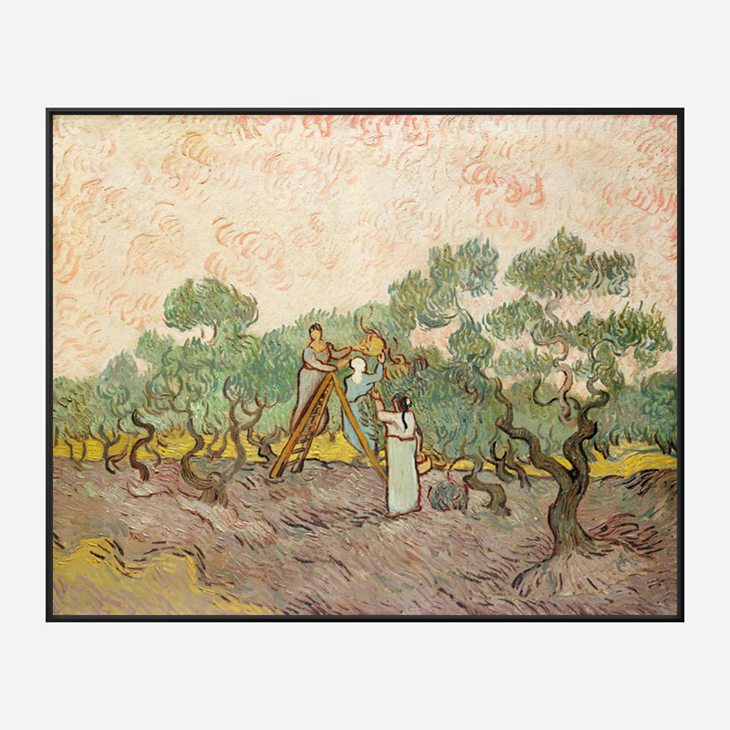 Women Picking Olives by Vincent Van Gogh Art Print