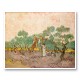 Women Picking Olives by Vincent Van Gogh Art Print