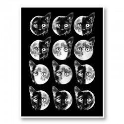 Cat Moon Phases