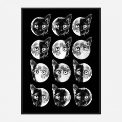 Cat Moon Phases