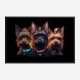 Yorkshire Terrier Gangster Dogs 2