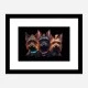 Yorkshire Terrier Gangster Dogs 2
