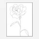 Peony Lines Wall Art Print