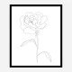 Peony Lines Wall Art Print