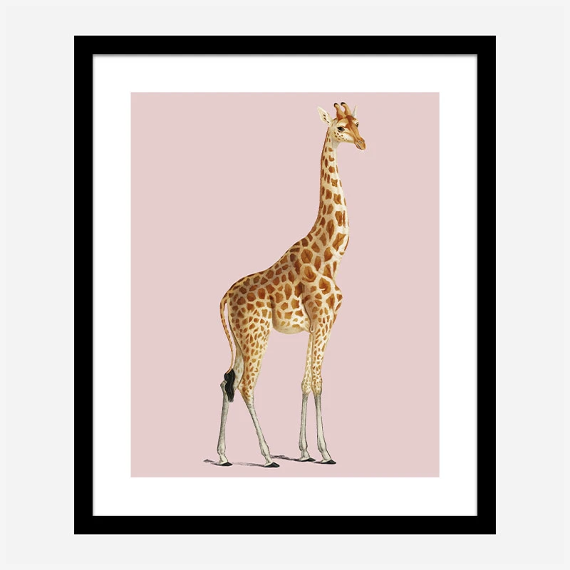 Vintage Giraffe Illustration Pink Art Print