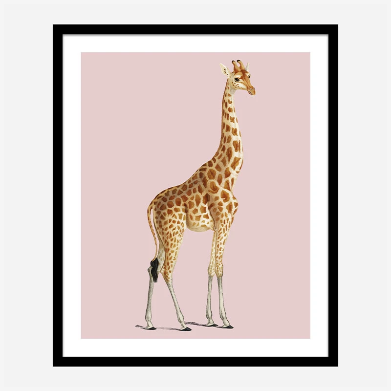 Vintage Giraffe Illustration Pink Art Print