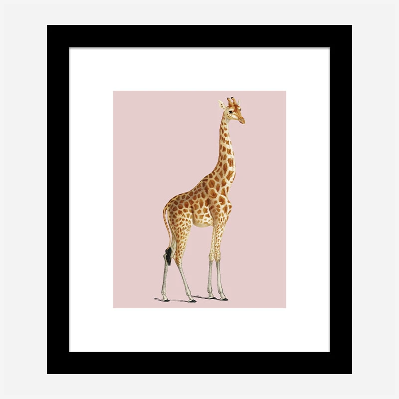 Vintage Giraffe Illustration Pink Art Print