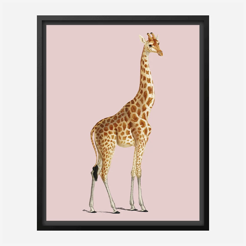 Vintage Giraffe Illustration Pink Art Print