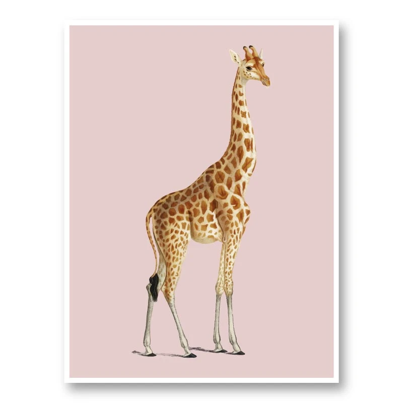 Vintage Giraffe Illustration Pink Art Print