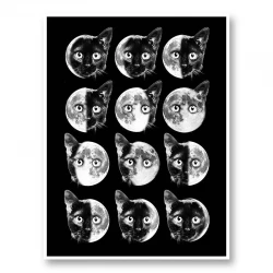 Cat Moon Phases