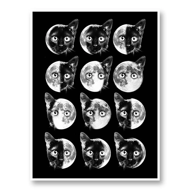 Cat Moon Phases
