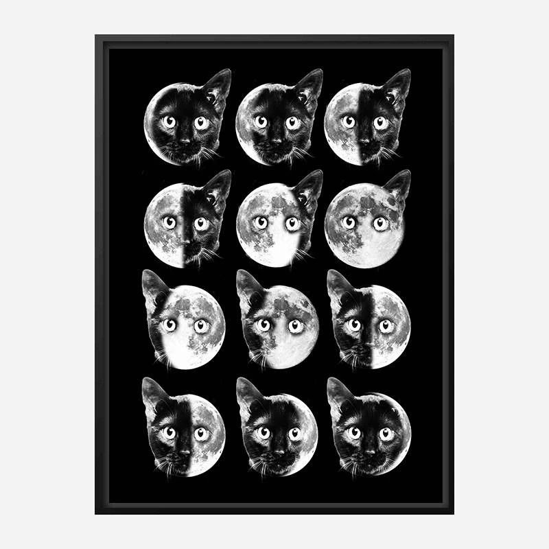 Cat Moon Phases
