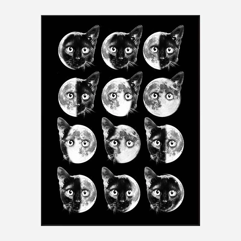 Cat Moon Phases