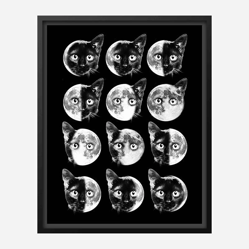 Cat Moon Phases